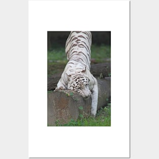 White Bengal Tiger Marking Territory Posters and Art